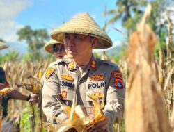 Panen Raya Jagung di Lembar: Kolaborasi Polri dan Masyarakat