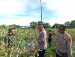 Kapolres Bima Panen Raya Tomat di Desa Nggembe dan Bagikan Puluhan Kg Tomat Kepada Warga Sekitar