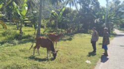 Bhabinkamtibmas Batulayar Barat Aktif Dorong Ketahanan Pangan Masyarakat Melalui Pemanfaatan Pekarang