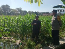 Motivasi Petani, Polisi di Gerung Sambangi Lahan Jagung Warga Binaan