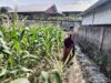 Warga Labuapi Diajak Manfaatkan Lahan Kosong untuk Tanaman Pangan