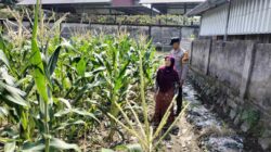 Bhabinkamtibmas Labuapi Dorong Pemanfaatan Lahan Demi Ketahanan Pangan