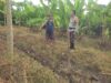 Polsek Labuapi Ajak Petani Tanam Komoditas Strategis di Lahan Pekarangan