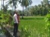 Sinergi Petani dan Polisi di Sekotong, Kunci Swasembada Pangan