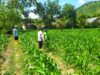 Jagung di Sawah Irigasi: Inisiatif Petani Batu Putih dan Polisi