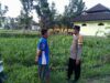 Sinergi Polisi dan Petani di Kuripan Wujudkan Swasembada Pangan