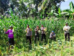 Kolaborasi TNI-Polri dan Petani, Panen Raya Jagung Sukses Digelar di Kuripan