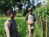 Bhabinkamtibmas Gerung Aktif Bina Petani Dukung Pangan Nasional
