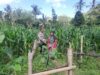 Bripka Saepul Sambangi Petani Jagung di Sekotong Timur
