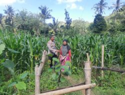 Bripka Saepul Sambangi Petani Jagung di Sekotong Timur