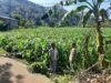 Sinergi Polri dan Petani Jagung Sekotong Timur Kuatkan Pangan Nasional