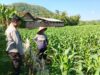 Kunjungan Humanis Bhabinkamtibmas Sekotong Timur Dorong Produksi Jagung