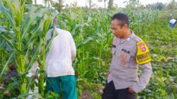 Sinergi Polisi dan Petani Wujudkan Ketahanan Pangan di Kuripan Utara