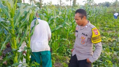 Sinergi Polisi dan Petani Wujudkan Ketahanan Pangan di Kuripan Utara
