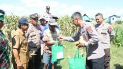 Presiden RI, Pimpin Panen Raya Jagung Kuartal II Serentak Secara Virtual, Kapolres Bima dan Forkompinda Kabupaten Bima Panen Jagung di Desa Rato