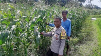 Polri Aktif di Sawah: Ketahanan Pangan Jadi Fokus Bhabinkamtibmas Kediri