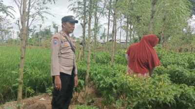 Dari Ombe Baru untuk Indonesia Emas 2045: Panen Cabai dan Pesan Ketahanan Pangan
