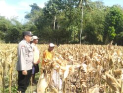 Gerung Selatan Panen Raya, Keamanan Terjaga Berkat Pendampingan Polsek Gerung