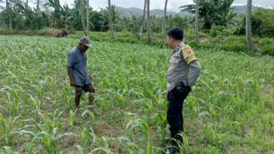 Polisi Bina Petani Jagung di Sekotong, Wujudkan Desa Mandiri Pangan