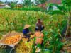 Panen Jagung di Eyat Mayang, Polisi Perkuat Sinergi dengan Petani Demi Pangan Berkelanjutan