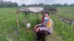 Kapolsek Kuripan Apresiasi Langkah Bhabinkamtibmas Jagaraga Perkuat Pangan Lokal