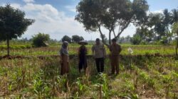 Petani Jagung Dusun Gelogor Dapat Pendampingan Bhabinkamtibmas dan PPL Lombok Barat