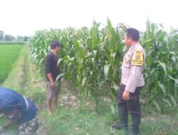 Bhabinkamtibmas Kuripan Hadirkan Edukasi Pertanian untuk Kemandirian Desa