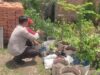 Pemanfaatan Lahan Kosong di Desa Kuranji Jadi Model Ketahanan Pangan Berbasis Warga