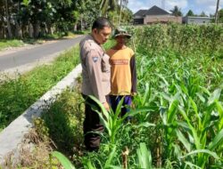 Sinergi Polsek Kediri dan Petani Gelogor: Perawatan Jagung untuk Panen Berkualitas