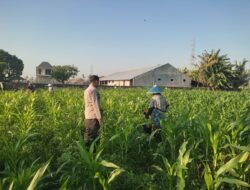 Kolaborasi Polisi dan Warga Desa Kuranji: Jagung Tumbuh Subur, Ketahanan Pangan Terjaga