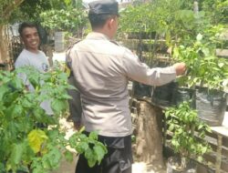 Warga Dusun Timbal Didampingi Polri Kembangkan Cabai dan Terong di Pekarangan