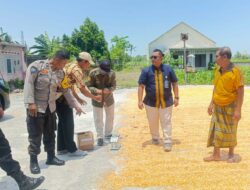 Bulog NTB Apresiasi Kualitas Jagung Gapoktan Desa Beleka Lombok Barat