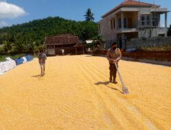 Dukung Ketahanan Pangan, Polsek Kuripan Awasi Penyerapan Jagung oleh Bulog NTB