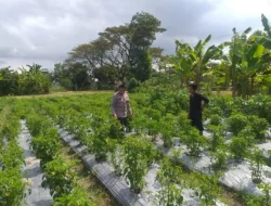 Sinergi Bhabinkamtibmas dan Warga: Kunci Sukses Ketahanan Pangan di Lombok Barat