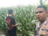 Ketahanan Pangan NTB Kuat, Peran Polsek Labuapi Jadi Sorotan