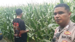 Ketahanan Pangan NTB Kuat, Peran Polsek Labuapi Jadi Sorotan
