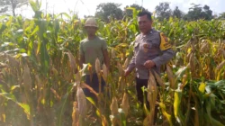 Sinergi Polsek Kuripan dan Warga Jagaraga, Panen Jagung Jadi Bukti Nyata