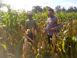 Sinergi Polsek Kuripan dan Warga Jagaraga, Panen Jagung Jadi Bukti Nyata