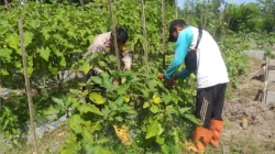 Sinergi Polri dan Warga Wujudkan Desa Mandiri Pangan di Jagaraga