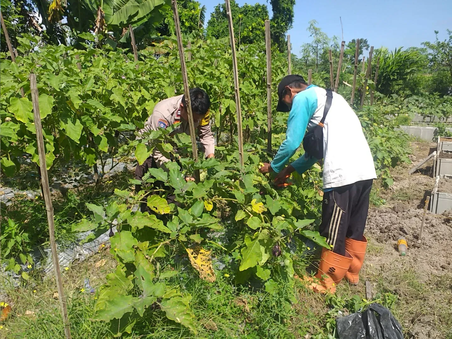 Bhabinkamtibmas Ajak Warga Optimalkan Pekarangan untuk Ketahanan Pangan