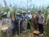 Kolaborasi Polri dan Petani Babussalam Hasilkan 6 Ton Jagung