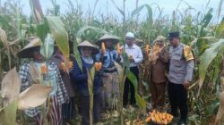 Panen Jagung di Babussalam, Polri Jadi Sahabat Petani Lombok Barat