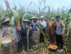 Kolaborasi Polri dan Petani Babussalam Hasilkan 6 Ton Jagung