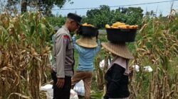 Kabar Baik dari Babussalam: Panen Jagung Sukses, Hasilnya Langsung Diserap Pengepul Lokal