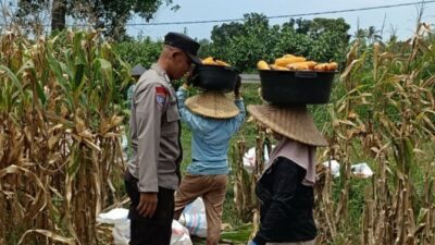 Kabar Baik dari Babussalam: Panen Jagung Sukses, Hasilnya Langsung Diserap Pengepul Lokal
