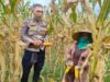 Bhabinkamtibmas Lembar Kawal Panen Jagung untuk Perkuat Stok Pangan Nasional
