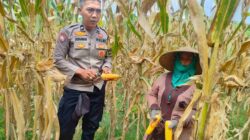 Bhabinkamtibmas Lembar Kawal Panen Jagung untuk Perkuat Stok Pangan Nasional