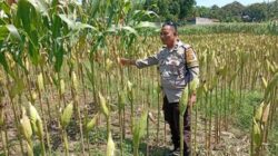 Strategi Polsek Labuapi Tingkatkan Produksi Jagung NTB